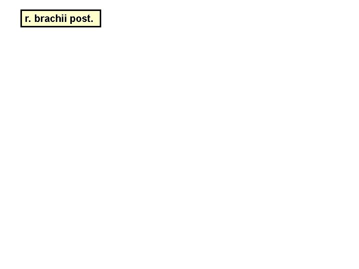 r. brachii post. r. brachii post.
