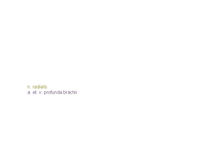 n. radialis a. et. v. profunda brachii n. radialis a. et. v. profunda brachii