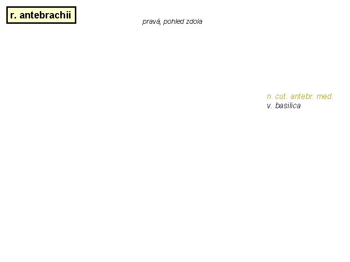 r. antebrachii pravá, pohled zdola n. cut. antebr. med. v. basilica r. antebrachii pravá, pohled zdola n. cut. antebr. med. v. basilica