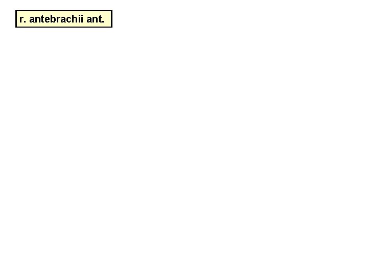 r. antebrachii ant. r. antebrachii ant.