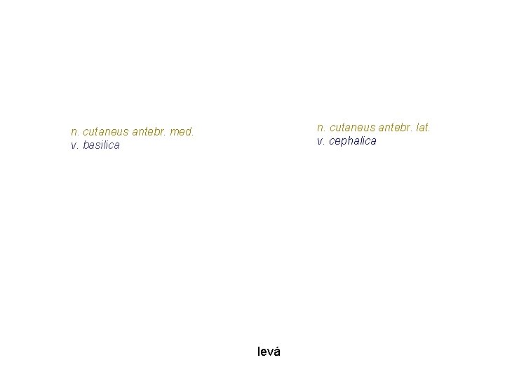 n. cutaneus antebr. lat. v. cephalica n. cutaneus antebr. med. v. basilica levá n. cutaneus antebr. lat. v. cephalica n. cutaneus antebr. med. v. basilica levá