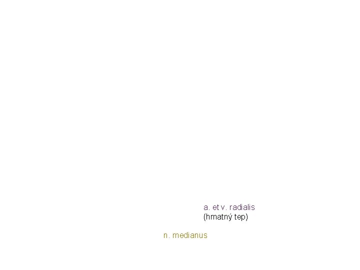 a. et v. radialis (hmatný tep) n. medianus a. et v. radialis (hmatný tep) n. medianus