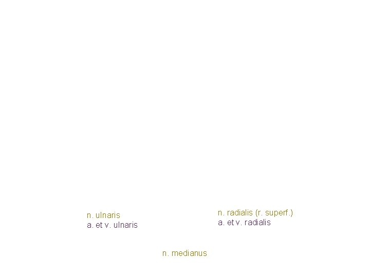 n. radialis (r. superf. ) a. et v. radialis n. ulnaris a. et v. n. radialis (r. superf. ) a. et v. radialis n. ulnaris a. et v.