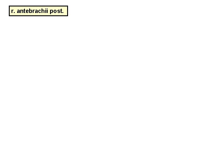 r. antebrachii post. r. antebrachii post.