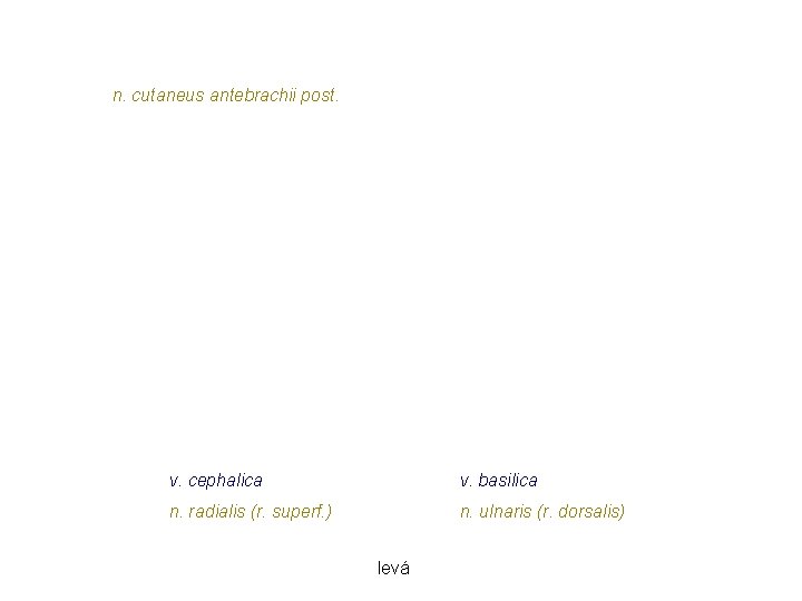 n. cutaneus antebrachii post. v. cephalica v. basilica n. radialis (r. superf. ) n. n. cutaneus antebrachii post. v. cephalica v. basilica n. radialis (r. superf. ) n.