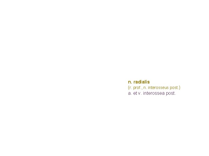 n. radialis (r. prof. , n. interosseus post. ) a. et v. interossea post. n. radialis (r. prof. , n. interosseus post. ) a. et v. interossea post.