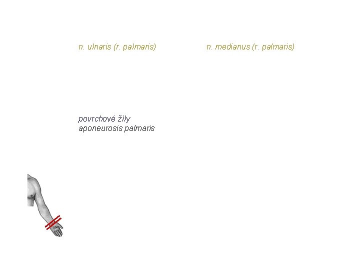 n. ulnaris (r. palmaris) povrchové žíly aponeurosis palmaris n. medianus (r. palmaris) n. ulnaris (r. palmaris) povrchové žíly aponeurosis palmaris n. medianus (r. palmaris)