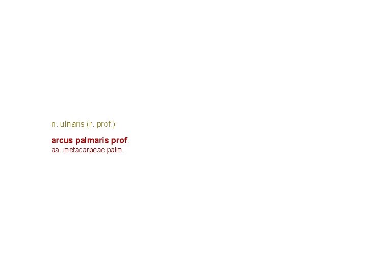 n. ulnaris (r. prof. ) arcus palmaris prof. aa. metacarpeae palm. n. ulnaris (r. prof. ) arcus palmaris prof. aa. metacarpeae palm.