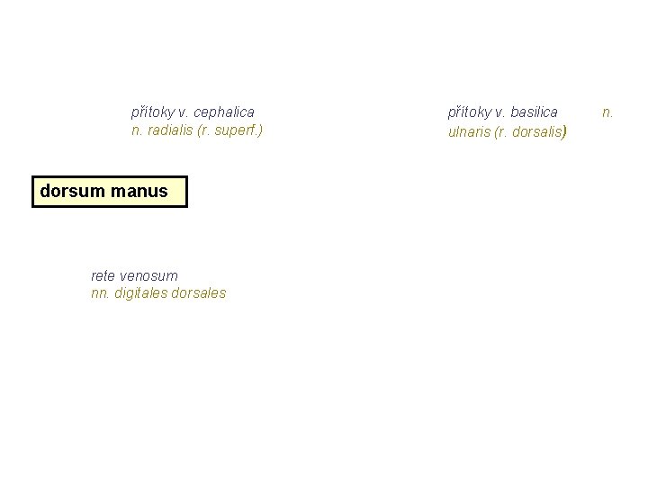 přítoky v. cephalica n. radialis (r. superf. ) dorsum manus rete venosum nn. digitales přítoky v. cephalica n. radialis (r. superf. ) dorsum manus rete venosum nn. digitales
