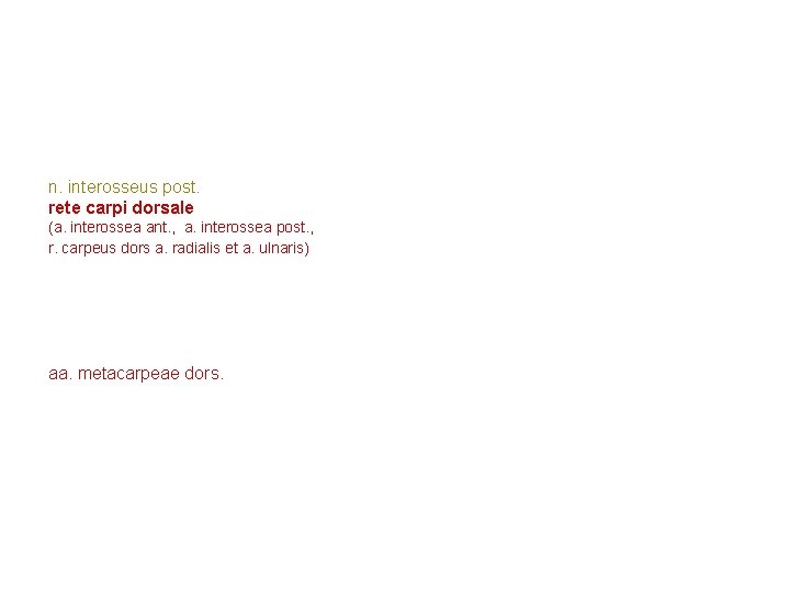 n. interosseus post. rete carpi dorsale (a. interossea ant. , a. interossea post. , n. interosseus post. rete carpi dorsale (a. interossea ant. , a. interossea post. ,
