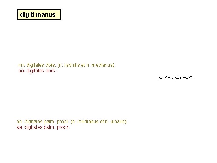 digiti manus nn. digitales dors. (n. radialis et n. medianus) aa. digitales dors. phalanx digiti manus nn. digitales dors. (n. radialis et n. medianus) aa. digitales dors. phalanx