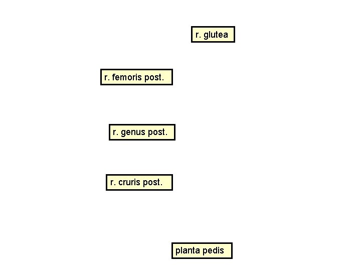 r. glutea r. femoris post. r. genus post. r. cruris post. planta pedis r. glutea r. femoris post. r. genus post. r. cruris post. planta pedis