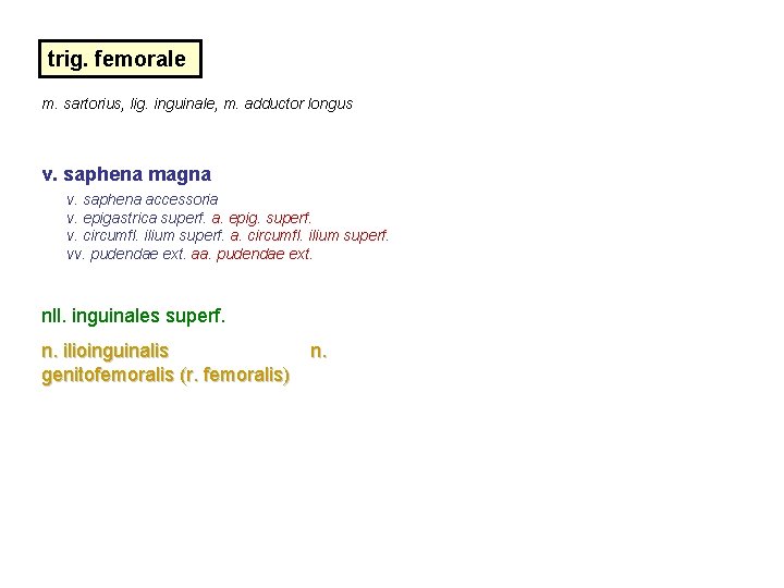 trig. femorale m. sartorius, lig. inguinale, m. adductor longus v. saphena magna v. saphena trig. femorale m. sartorius, lig. inguinale, m. adductor longus v. saphena magna v. saphena