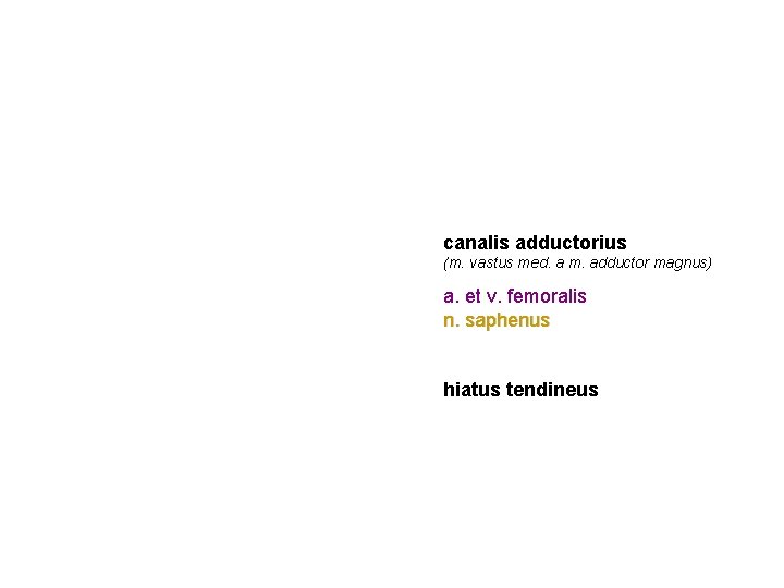 canalis adductorius (m. vastus med. a m. adductor magnus) a. et v. femoralis n. canalis adductorius (m. vastus med. a m. adductor magnus) a. et v. femoralis n.