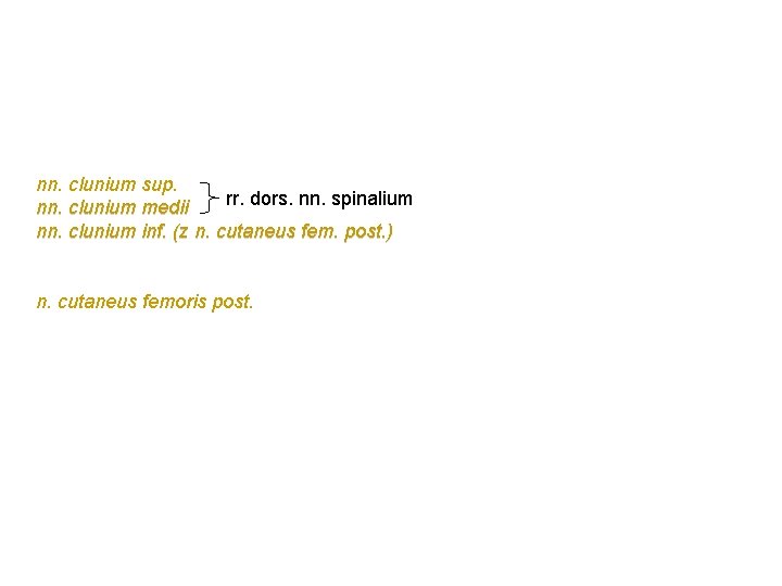nn. clunium sup. rr. dors. nn. spinalium nn. clunium medii nn. clunium inf. (z nn. clunium sup. rr. dors. nn. spinalium nn. clunium medii nn. clunium inf. (z