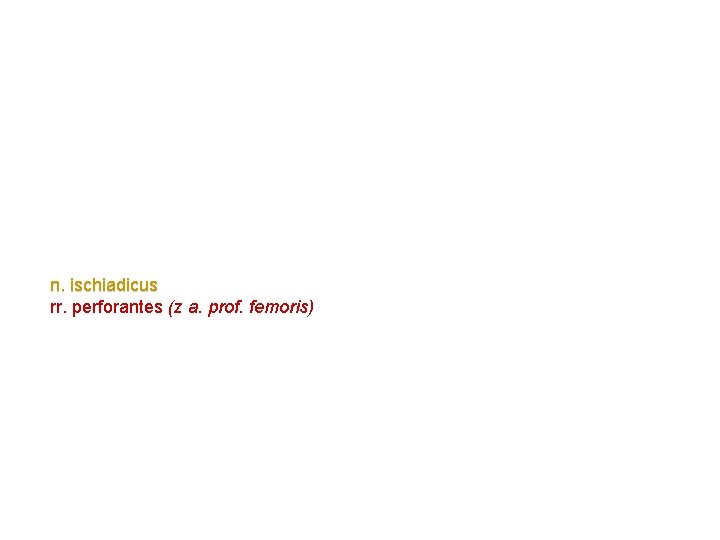n. ischiadicus rr. perforantes (z a. prof. femoris) n. ischiadicus rr. perforantes (z a. prof. femoris)