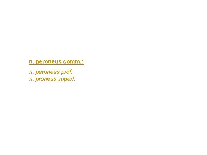 n. peroneus comm. : n. peroneus prof. n. proneus superf. n. peroneus comm. : n. peroneus prof. n. proneus superf.