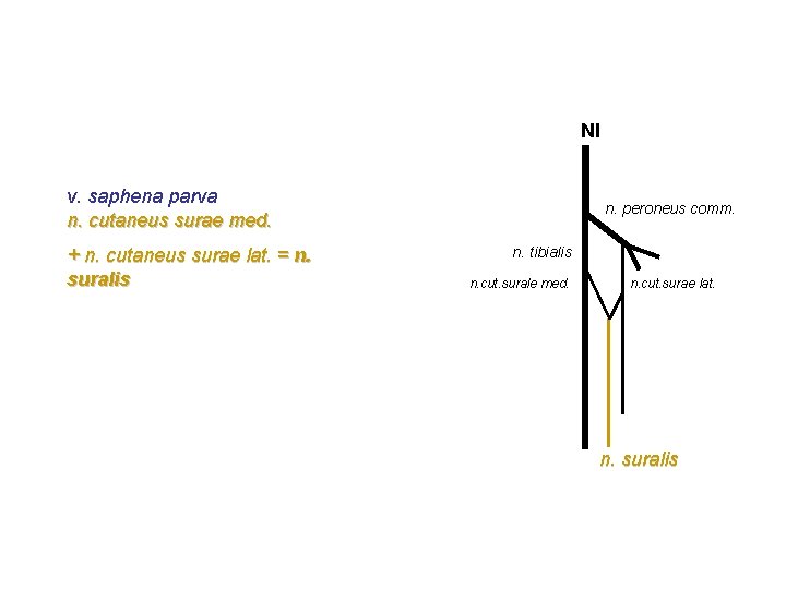 NI v. saphena parva n. cutaneus surae med. + n. cutaneus surae lat. = NI v. saphena parva n. cutaneus surae med. + n. cutaneus surae lat. =