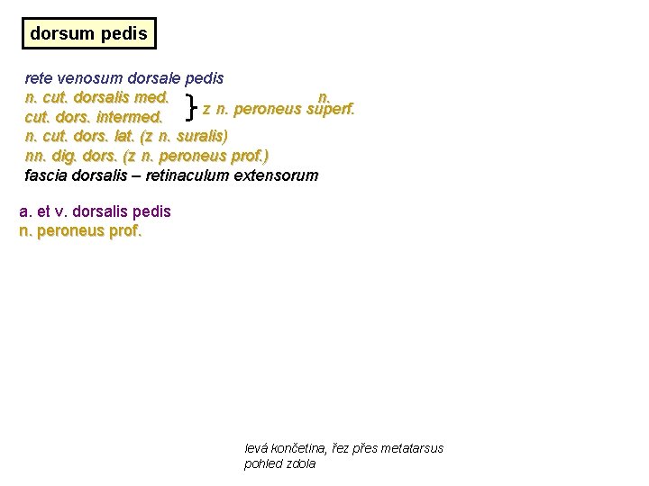 dorsum pedis rete venosum dorsale pedis n. cut. dorsalis med. n. z n. peroneus dorsum pedis rete venosum dorsale pedis n. cut. dorsalis med. n. z n. peroneus