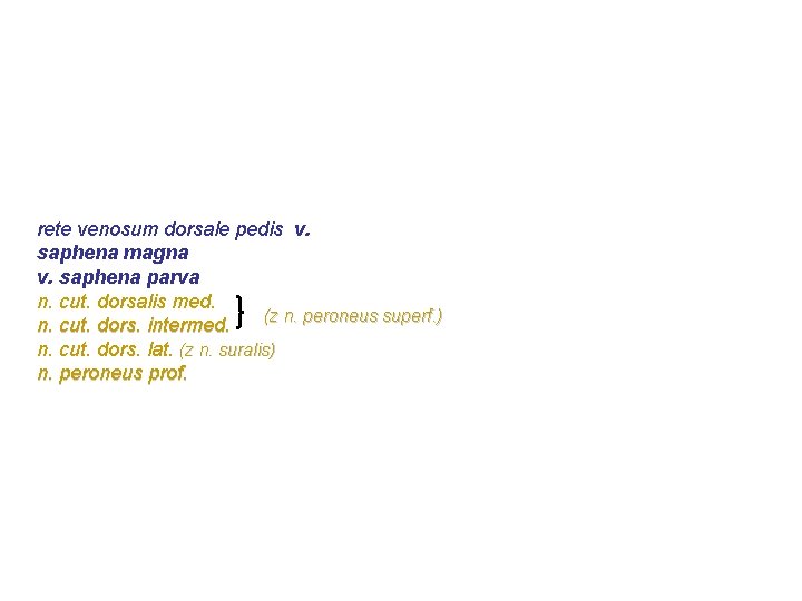 rete venosum dorsale pedis v. saphena magna v. saphena parva n. cut. dorsalis med. rete venosum dorsale pedis v. saphena magna v. saphena parva n. cut. dorsalis med.