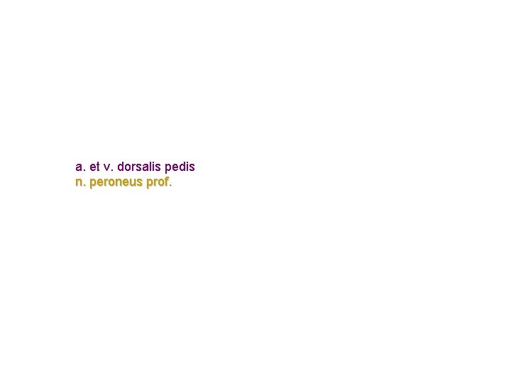 a. et v. dorsalis pedis n. peroneus prof. a. et v. dorsalis pedis n. peroneus prof.