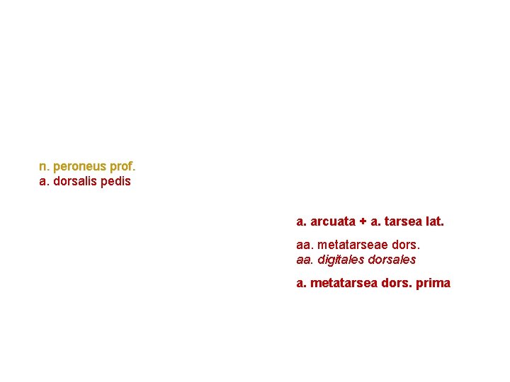 n. peroneus prof. a. dorsalis pedis a. arcuata + a. tarsea lat. aa. metatarseae n. peroneus prof. a. dorsalis pedis a. arcuata + a. tarsea lat. aa. metatarseae