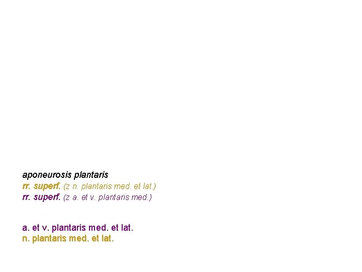 aponeurosis plantaris rr. superf. (z n. plantaris med. et lat. ) rr. superf. (z aponeurosis plantaris rr. superf. (z n. plantaris med. et lat. ) rr. superf. (z