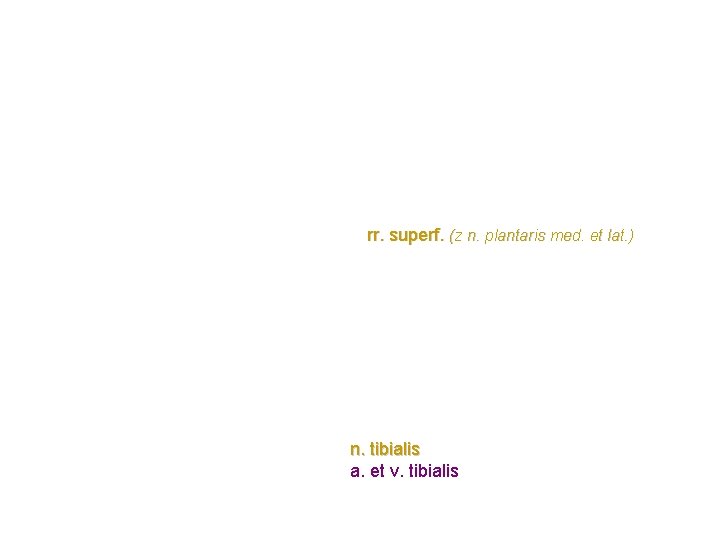 rr. superf. (z n. plantaris med. et lat. ) n. tibialis a. et v. rr. superf. (z n. plantaris med. et lat. ) n. tibialis a. et v.
