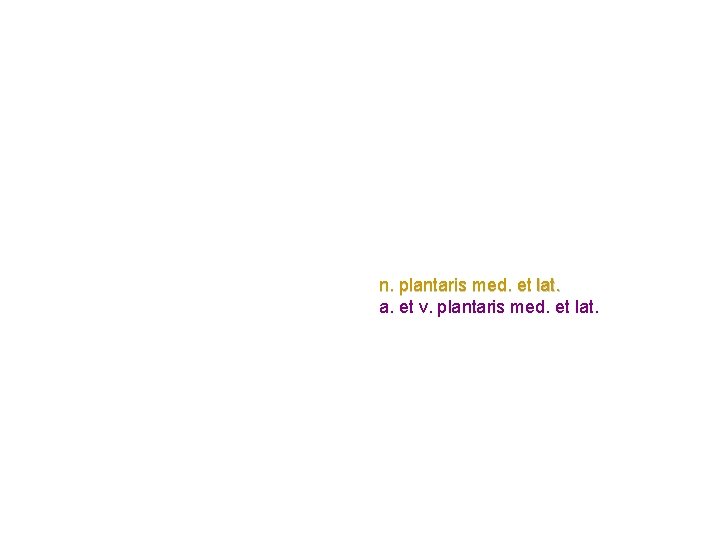 n. plantaris med. et lat. a. et v. plantaris med. et lat. n. plantaris med. et lat. a. et v. plantaris med. et lat.