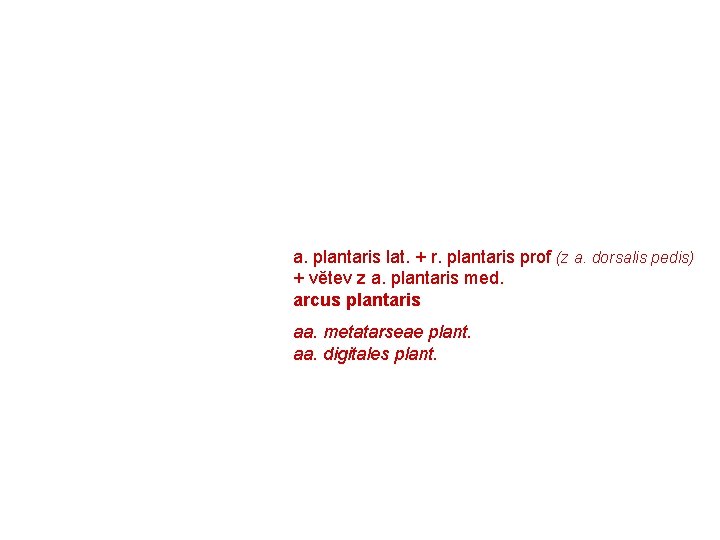 a. plantaris lat. + r. plantaris prof (z a. dorsalis pedis) + větev z a. plantaris lat. + r. plantaris prof (z a. dorsalis pedis) + větev z