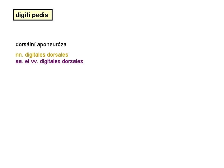 digiti pedis dorsální aponeuróza nn. digitales dorsales aa. et vv. digitales dorsales digiti pedis dorsální aponeuróza nn. digitales dorsales aa. et vv. digitales dorsales
