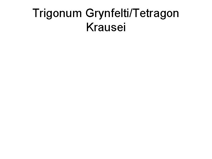 Trigonum Grynfelti/Tetragon Krausei Trigonum Grynfelti/Tetragon Krausei