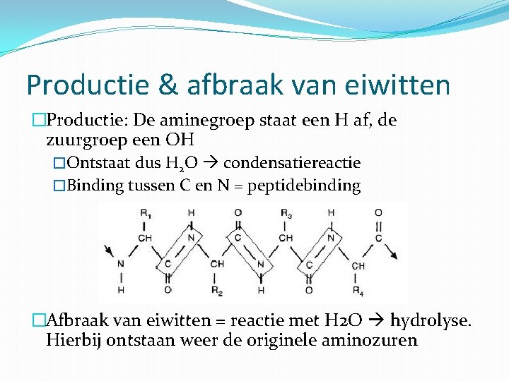 Productie & afbraak van eiwitten �Productie: De aminegroep staat een H af, de zuurgroep