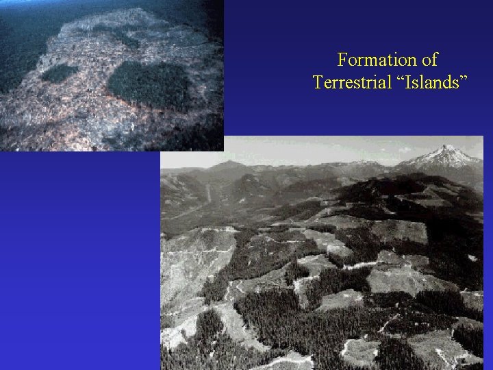 Formation of Terrestrial “Islands” 