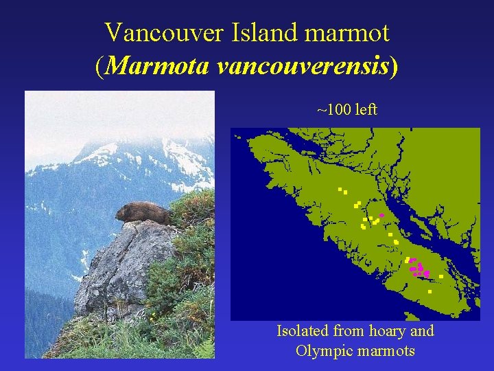 Vancouver Island marmot (Marmota vancouverensis) ~100 left Isolated from hoary and Olympic marmots 