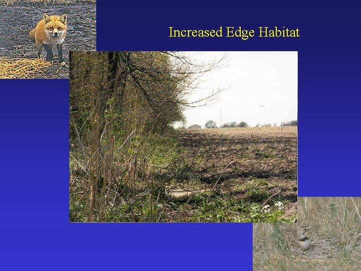 Increased Edge Habitat 
