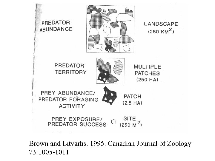 Brown and Litvaitis. 1995. Canadian Journal of Zoology 73: 1005 -1011 