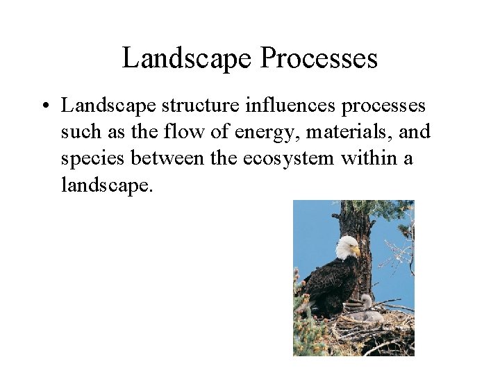 Landscape Processes • Landscape structure influences processes such as the flow of energy, materials,