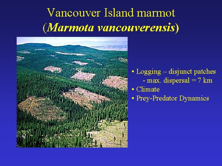 Vancouver Island marmot (Marmota vancouverensis) • Logging – disjunct patches - max. dispersal =