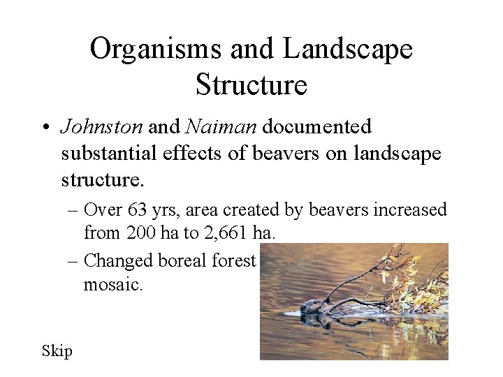 Organisms and Landscape Structure • Johnston and Naiman documented substantial effects of beavers on