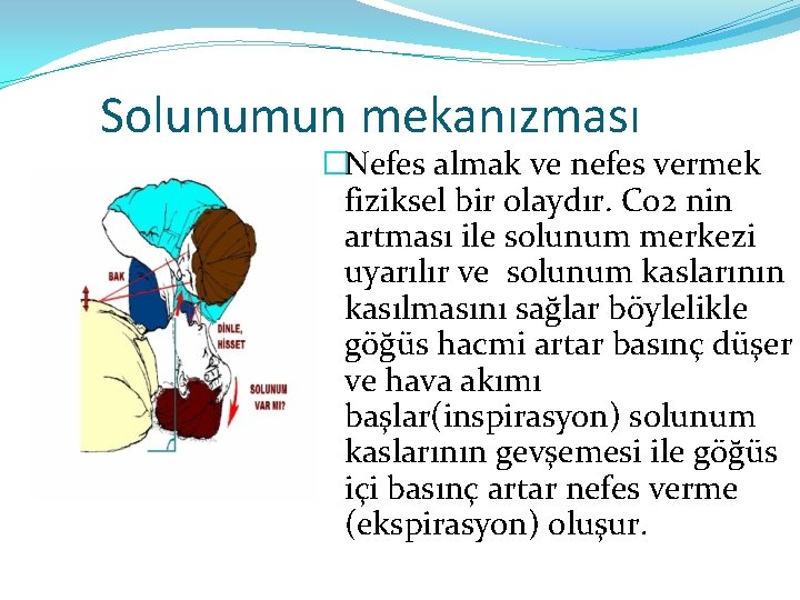 Solunumun mekanızması �Nefes almak ve nefes vermek fiziksel bir olaydır. Co 2 nin artması