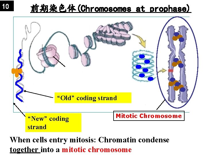 10 前期染色体(Chromosomes at prophase) “Old” coding strand “New” coding strand Mitotic Chromosome When cells