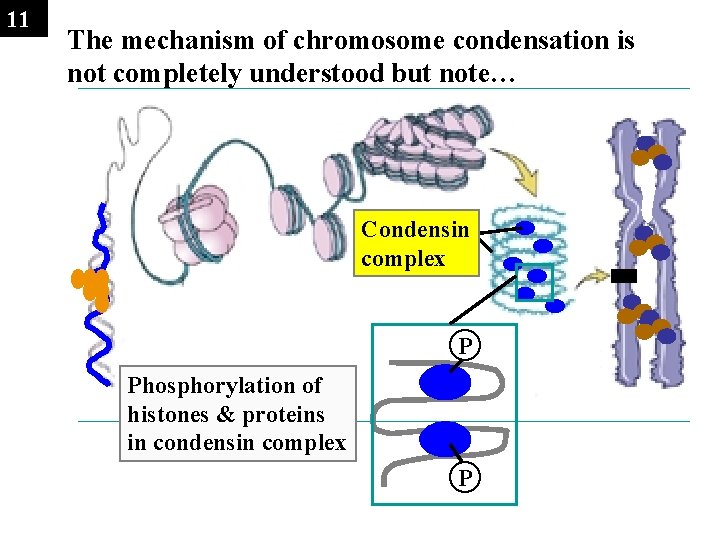 11 The mechanism of chromosome condensation is not completely understood but note… Condensin complex