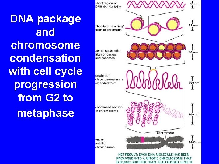 DNA package and chromosome condensation with cell cycle progression from G 2 to metaphase