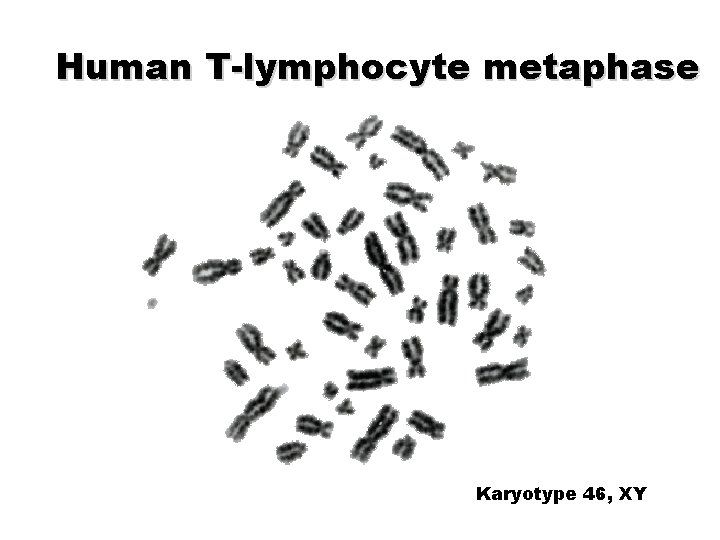 Human T-lymphocyte metaphase Karyotype 46, XY 