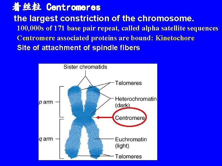 着丝粒 Centromeres the largest constriction of the chromosome. 100, 000 s of 171 base