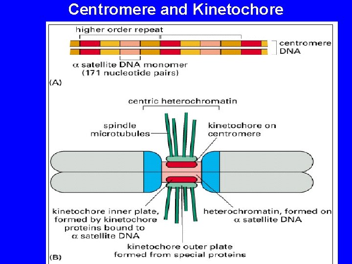Centromere and Kinetochore 