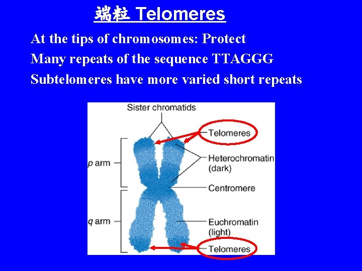 端粒 Telomeres At the tips of chromosomes: Protect Many repeats of the sequence TTAGGG