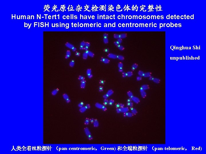 荧光原位杂交检测染色体的完整性 Human N-Tert 1 cells have intact chromosomes detected by FISH using telomeric and