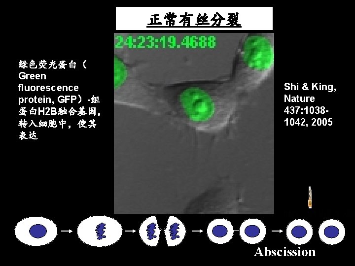 正常有丝分裂 绿色荧光蛋白（ Green fluorescence protein, GFP）-组 蛋白H 2 B融合基因， 转入细胞中，使其 表达 Shi & King,